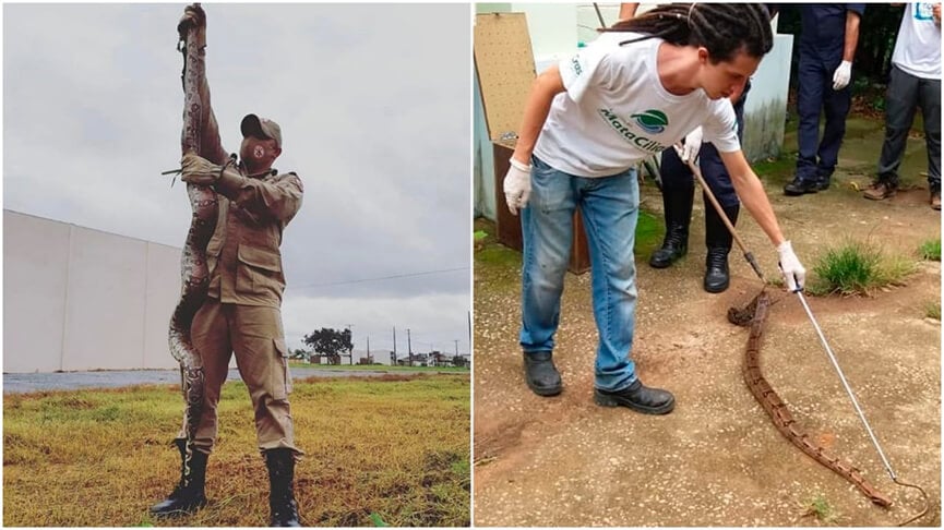Resgate de cobras. (Foto: Divulgação)