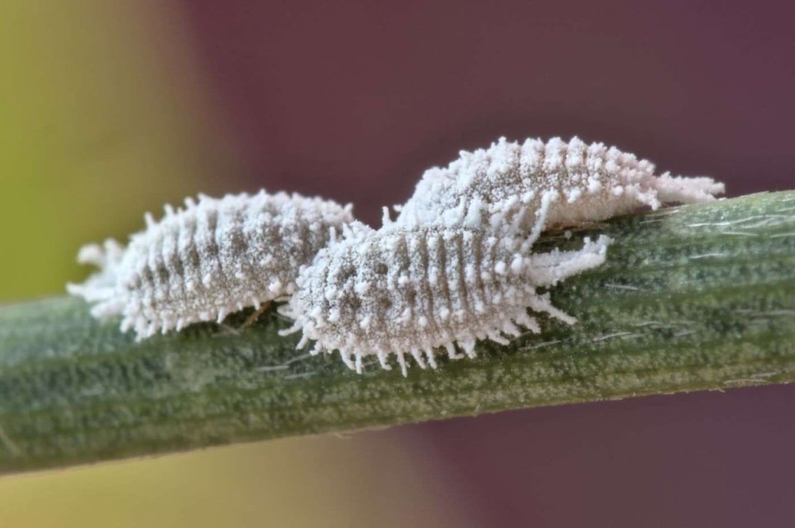 Aprenda 3 receitas caseiras para acabar com a cochonilha