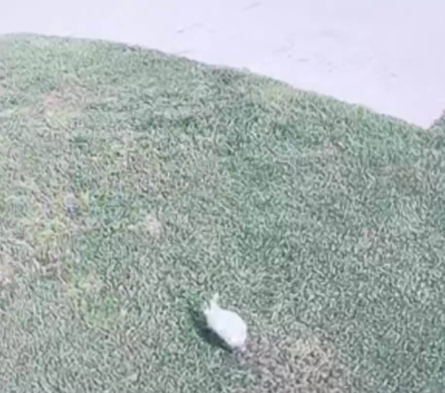 Coelho corre para mulher pedindo ajuda