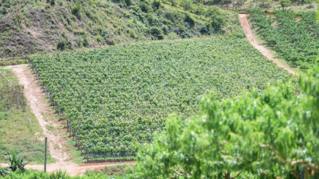 (Foto: Prefeitura de Jundiaí)