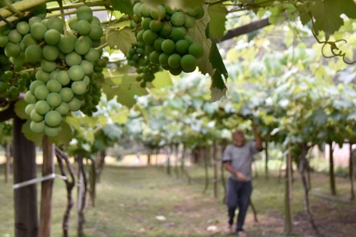 Conselho Municipal de Desenvolvimento Rural (CMDR) abre inscrições para novos membros. Foto: Prefeitura de Jundiaí