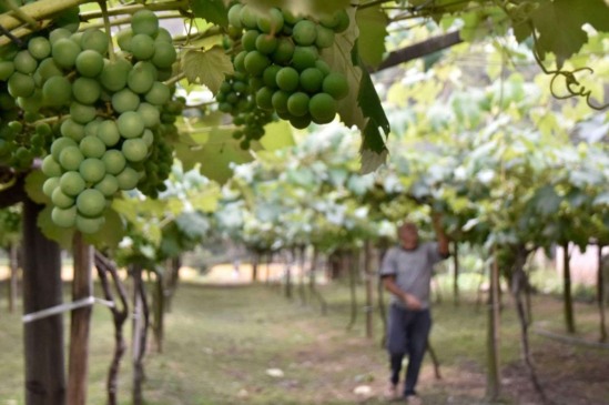 Conselho Municipal de Desenvolvimento Rural (CMDR) abre inscrições para novos membros. Foto: Prefeitura de Jundiaí