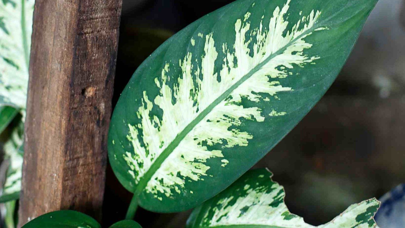 comigo-ninguem-pode-2-compressed