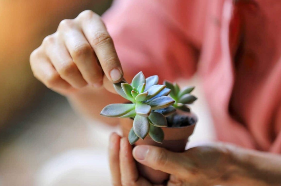 Pessoa tirando uma folhinha de um vaso de suculenta para fazer propagação desta planta