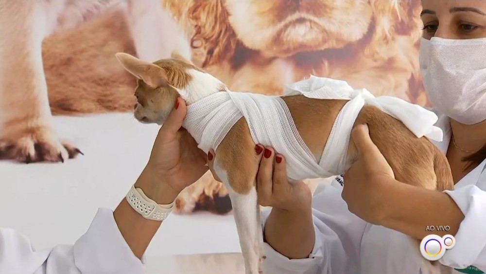 Veterinária dá dicas de como acalmar os animais de estimação durante a queima dos fogos de artifício Veterinária dá dicas de como acalmar os animais de estimação durante a queima dos fogos de artifício