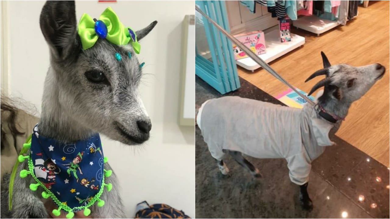 Karabina, mini cabra que vivem em apartamento de Jundiaí