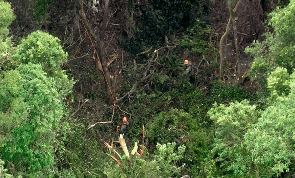 Imagem de helicóptero mostra bombeiros em área de mata fechada