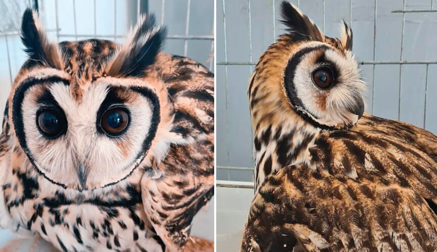 Coruja-orelhuda resgatada em Cabreúva. (Foto: Divulgação)