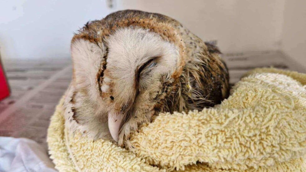 Uma coruja suindara, também conhecida como coruja-do-mato, resgatada pela Mata Ciliar de Jundiaí