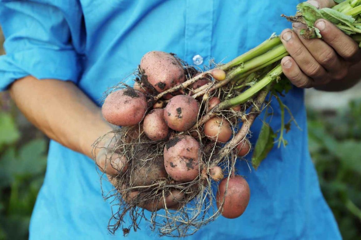 Cultivando batatas frescas em vasos: um guia detalhado Cultivando batatas frescas em vasos: um guia detalhado
