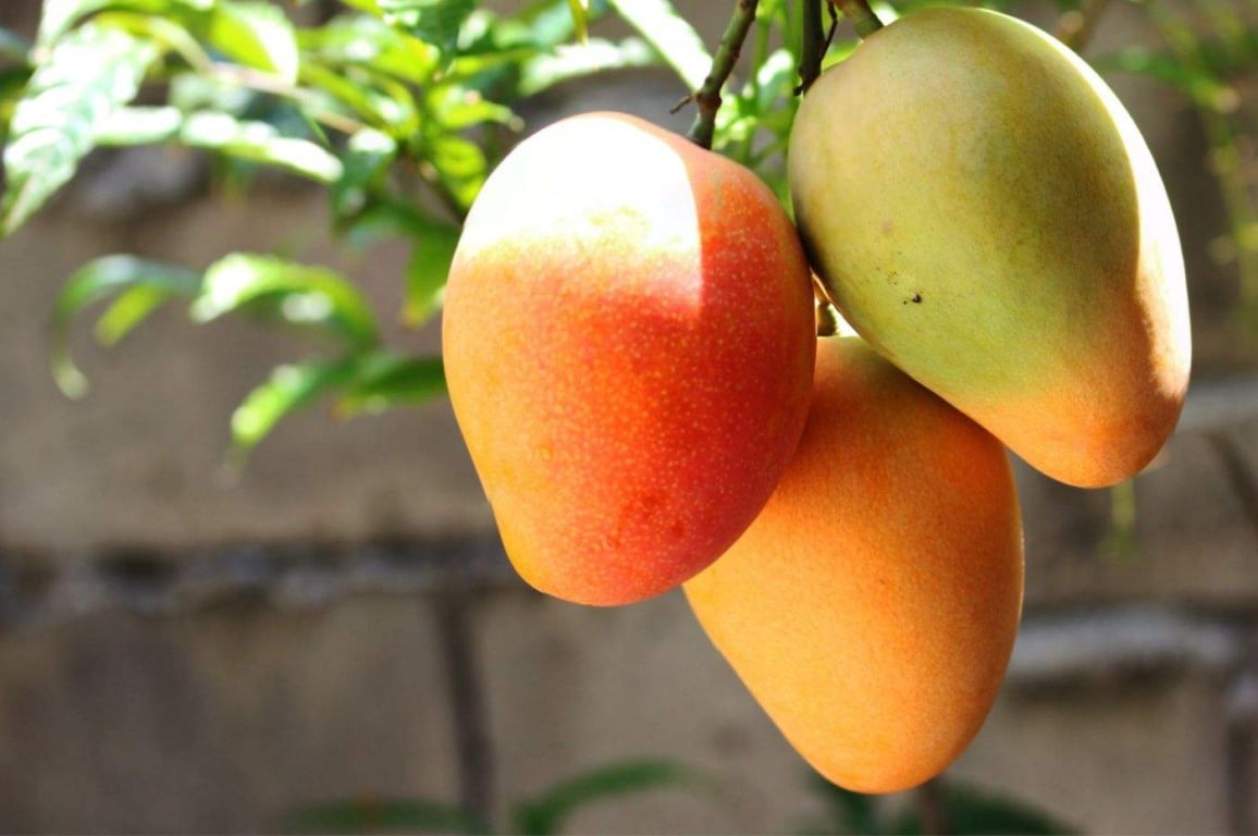 Aprenda a cultivar manga em vasos