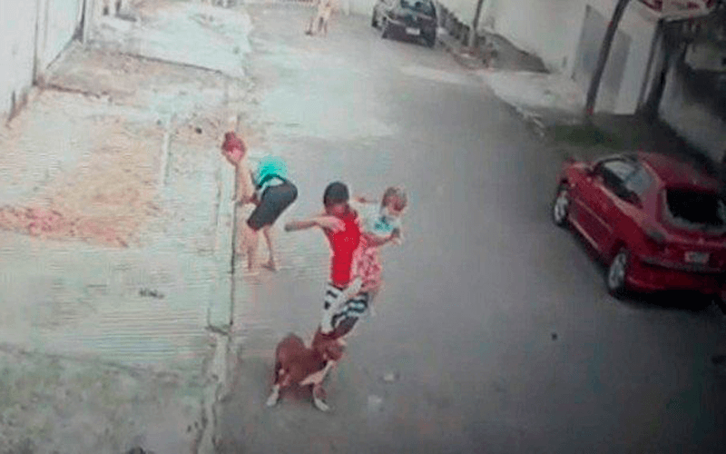Cachorro atacando homem com criança no colo Cachorro atacando homem com criança no colo