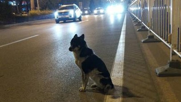 Cachorro espera sua dona por 83 dias no local exato onde ela foi morta