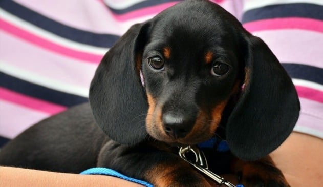 Cachorro preto em colo de pessoa com camisa listrada