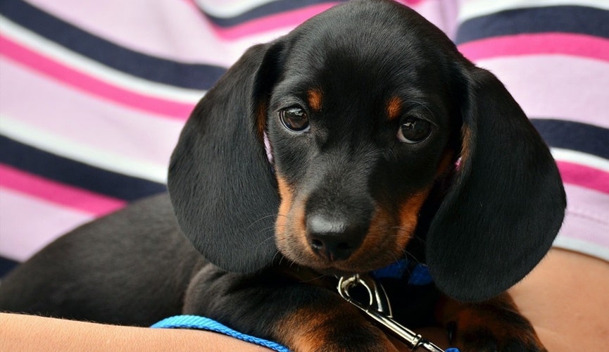 Cachorro preto em colo de pessoa com camisa listrada
