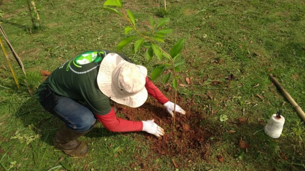 DAE Jundiaí plantará 12 mil mudas nativas na região do Rio Jundiaí Mirim