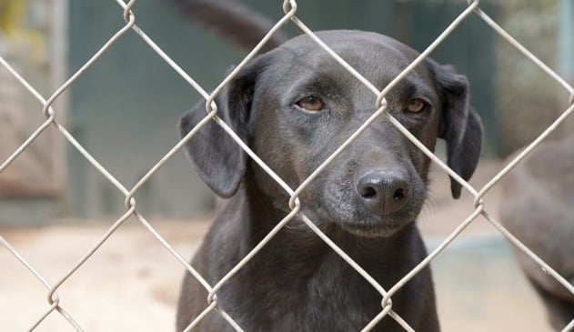 Foto de cachorro preto