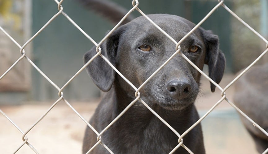 Foto de cachorro preto