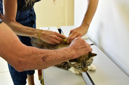 DEBEA promove microchipagem gratuita durante evento ‘Mulher Cidadã’ neste sábado (9)