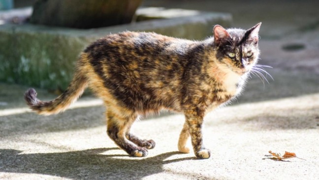 Foto: Prefeitura de Jundiaí