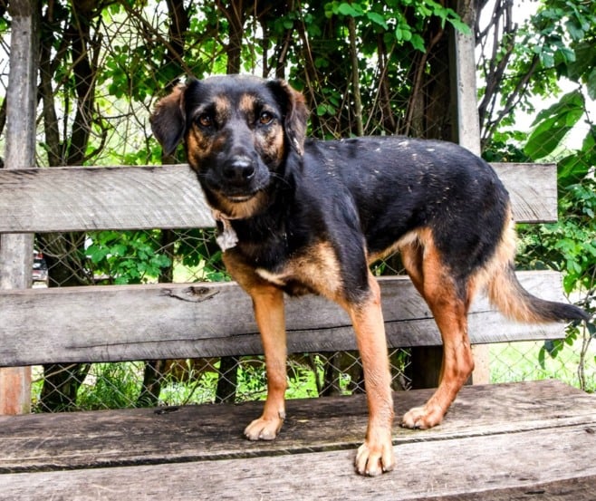 animais cuidadores jundiai