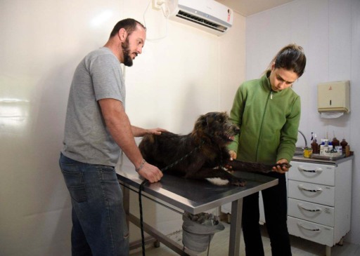debea_atendimento_veterinario-jundiai-compressed