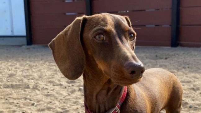 Pip viajou 15 mil km de volta para a família