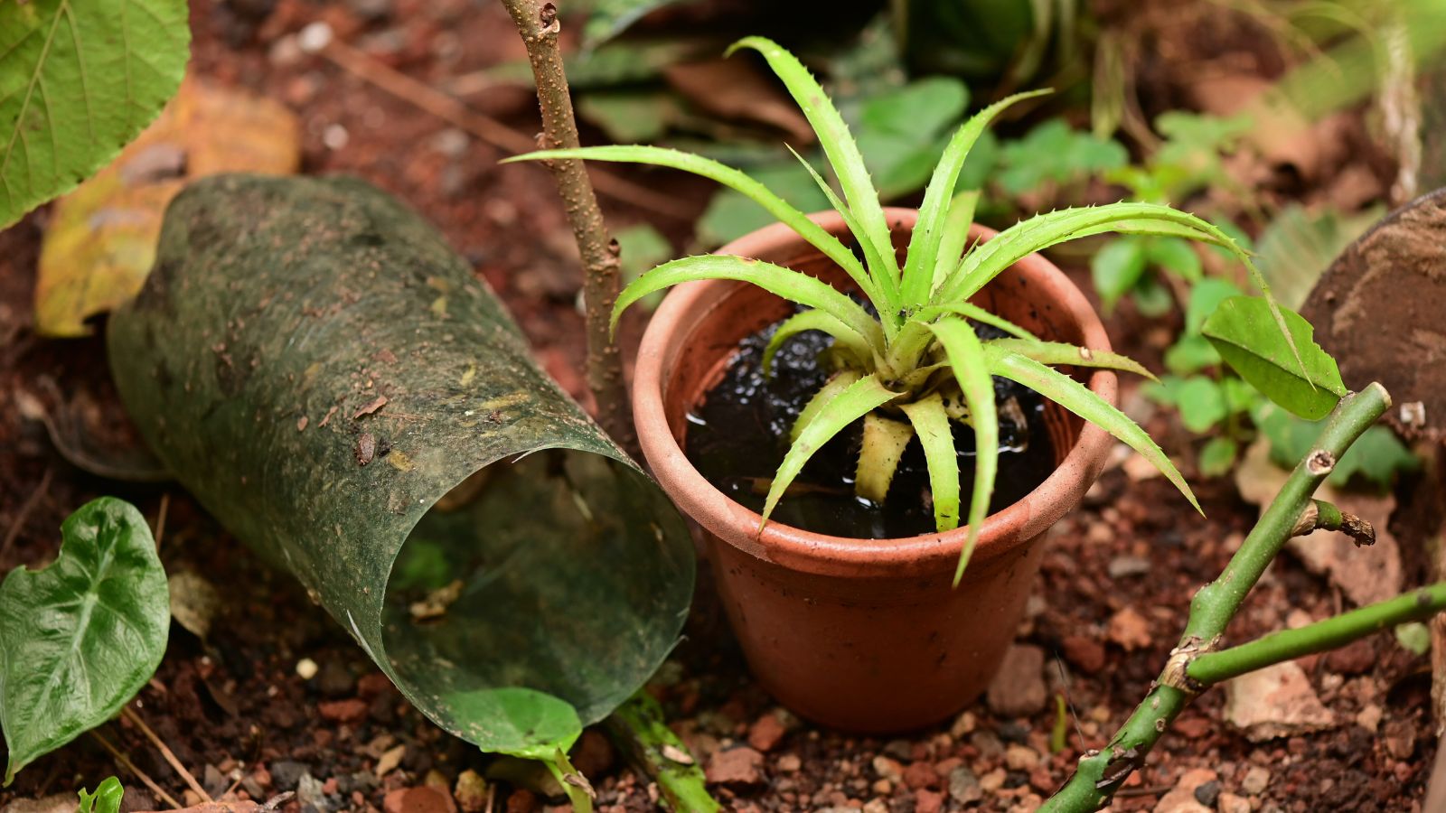 Criadouro para mosquitos da dengue