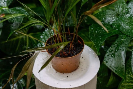 Foto: Prefeitura de Jundiaí