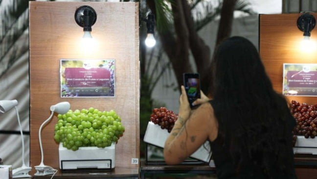 Moça fazendo foto de fruta premiada.