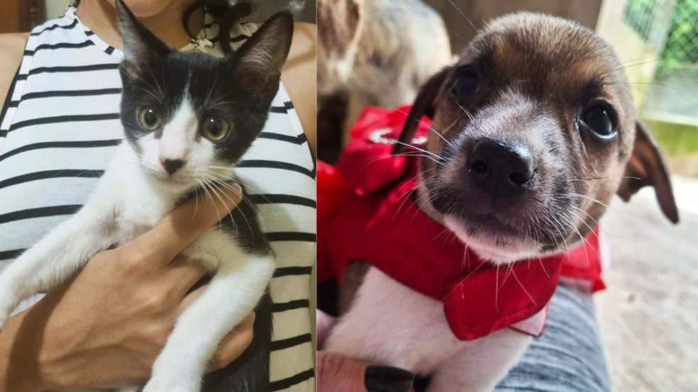 Animais disponíveis na feira de adoção do Maxi Shopping Jundiaí.