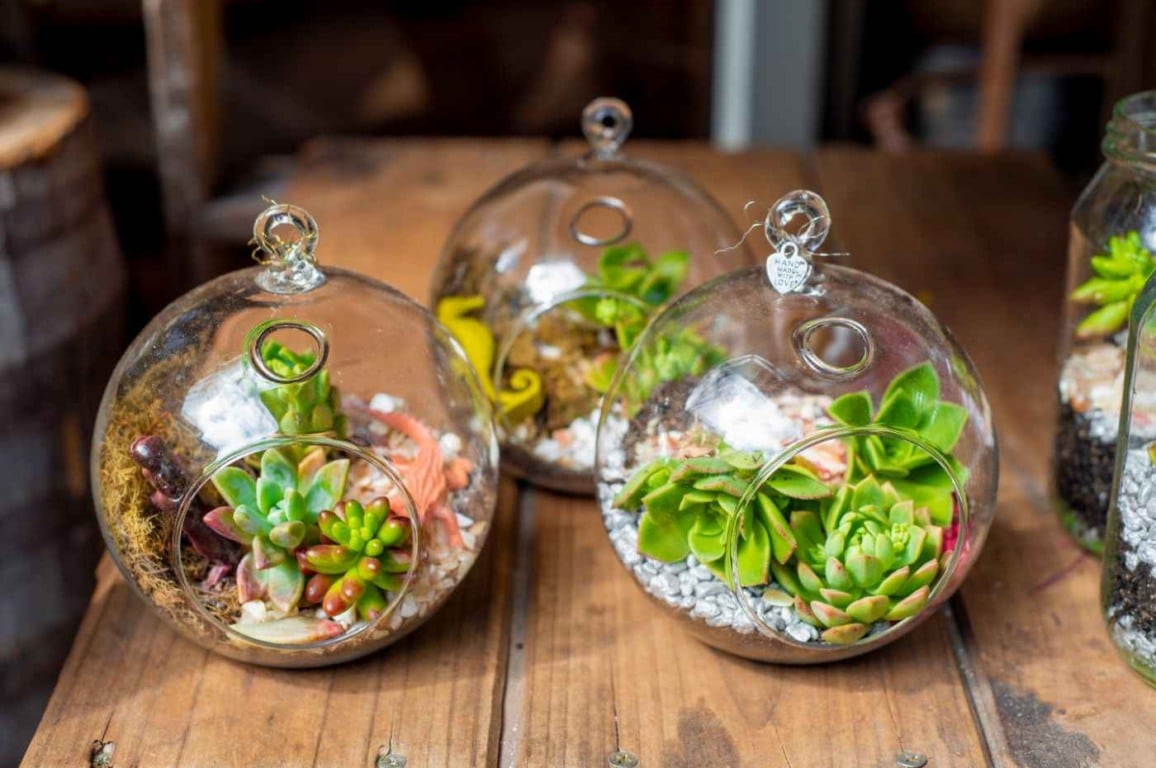 Aprenda a montar um terrário com diferentes suculentas
