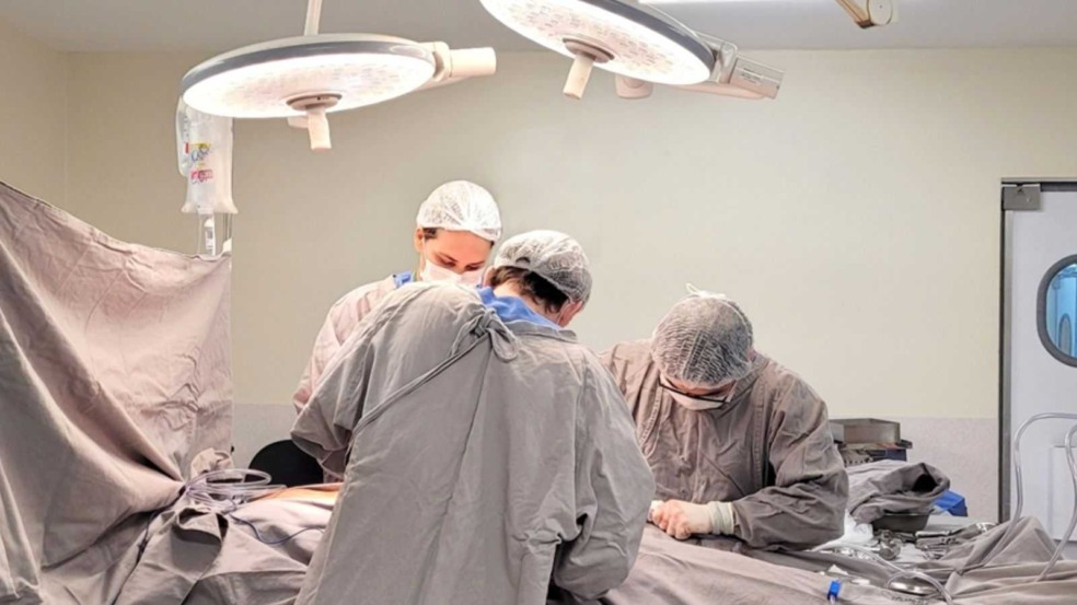 Doação de órgãos; médicos realizam a captação.