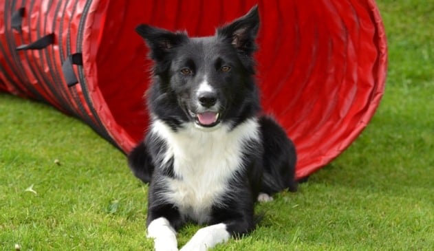 Border Collie em gramado