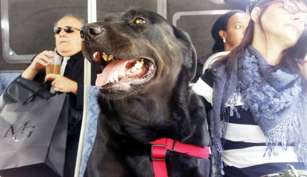 Cão pega ônibus sozinho todo os dias para brincar no parque Cão pega ônibus sozinho todo os dias para brincar no parque