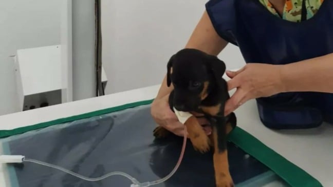 Filhote de cachorro que foi jogado de prédio pelo dono