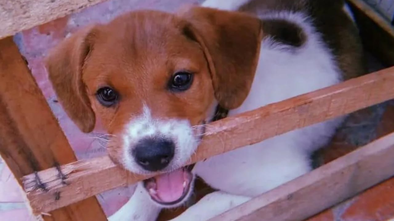 Deb, filhote levado por falsa funcionária de petshop em Sorocaba