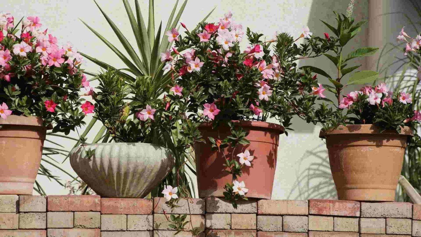 Plantas em vasos de barro