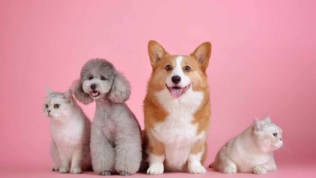 Cachorros e gatos posando para foto