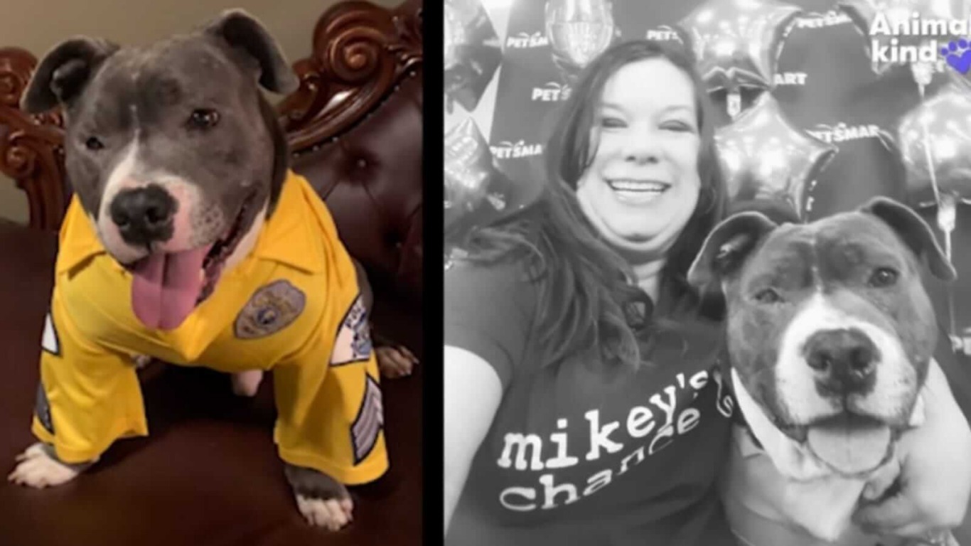 Cachorro com uniforme de polícia