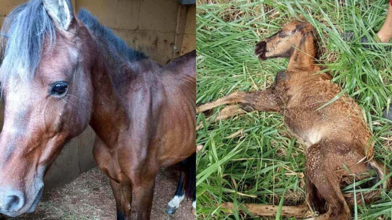 Égua e potrinho sendo salvos em Jundiaí