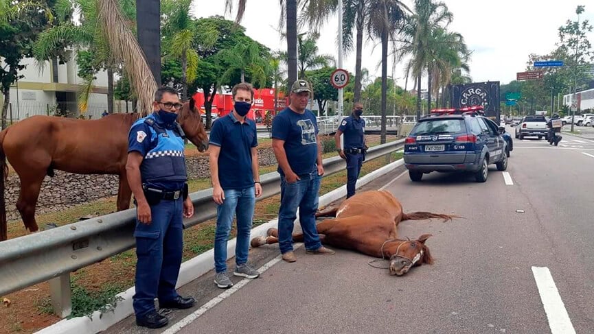 Égua morre na avenida 9 de Julho. (Foto: Divulgação/Leandro Palmarini)