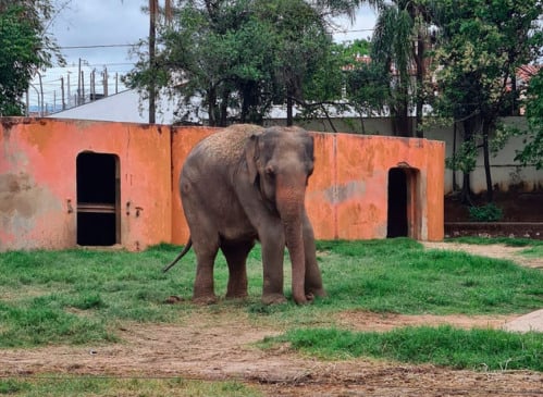 Elefante Haissa. (Foto: Divulgação)
