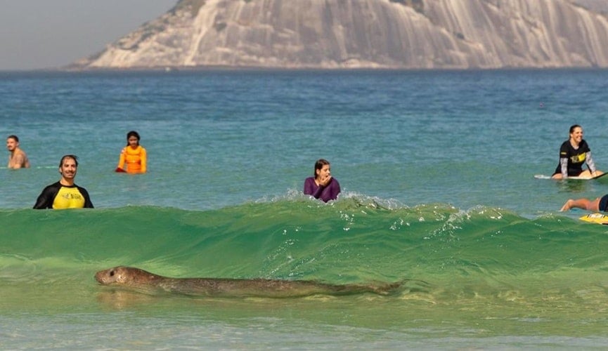 Foto de elefante-marinho em praia