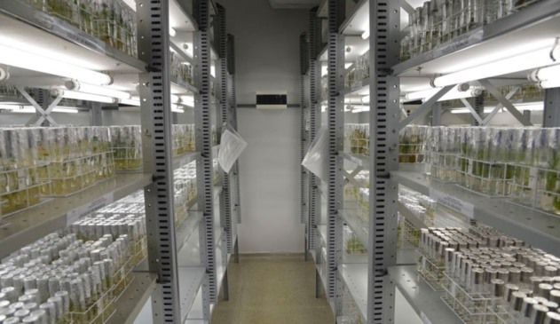 Foto de banco genético da embrapa