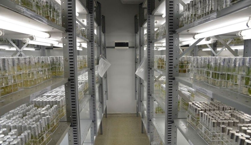 Foto de banco genético da embrapa