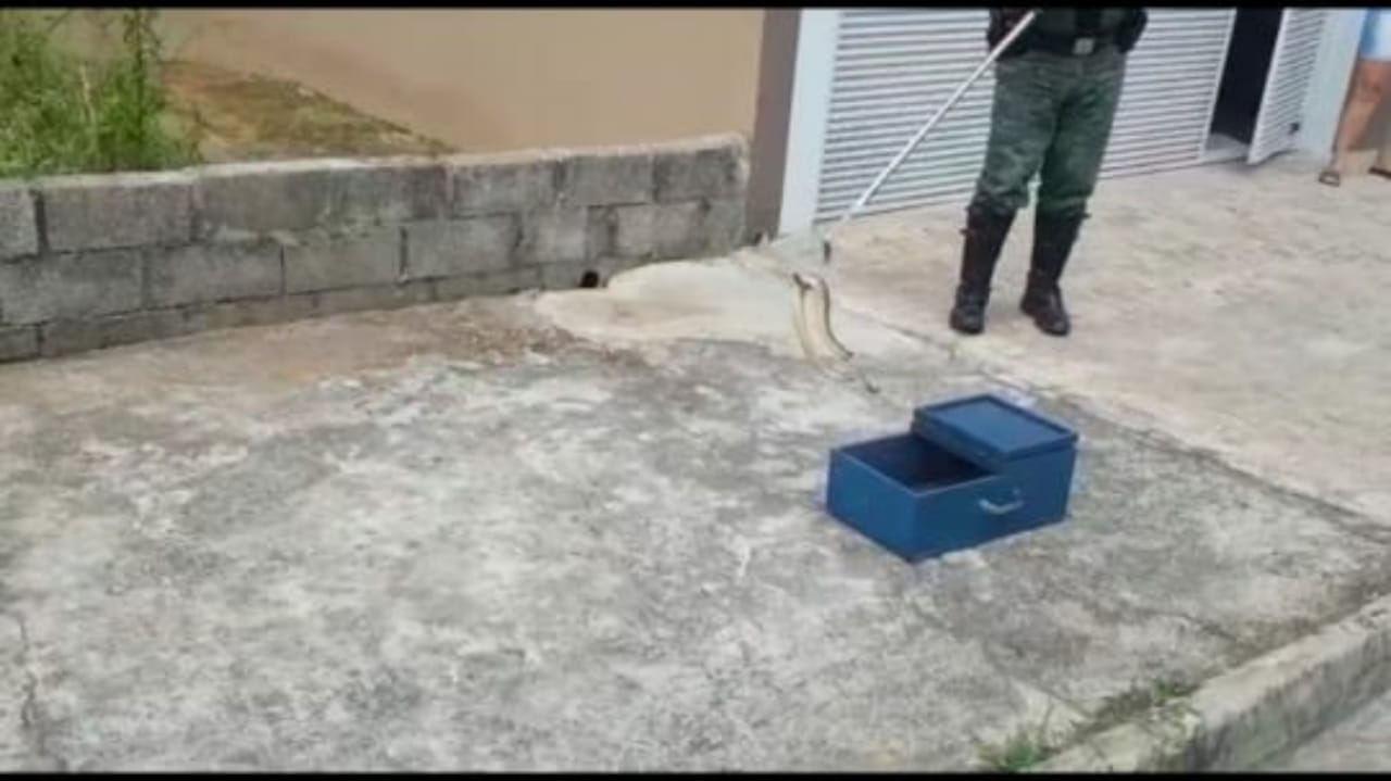 GM captura cobra cascavel em Jundiaí