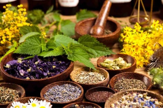 Plantas medicinais no seu jardim: cultive saúde e bem-estar