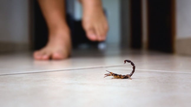 Escorpião no chão de casa