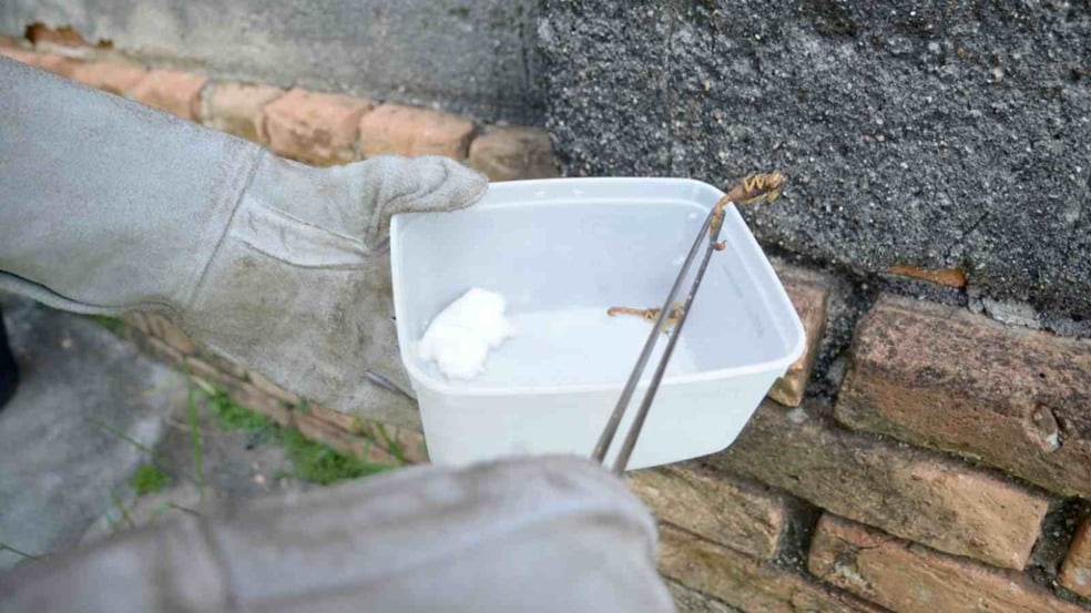 Agente com luvas de proteção captura escorpião com pinça e o coloca em recipiente plástico durante ação de controle em Jundiaí.